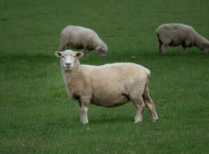 farming ebooks shop - sheep on pasture